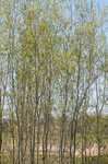 Sandbar willow